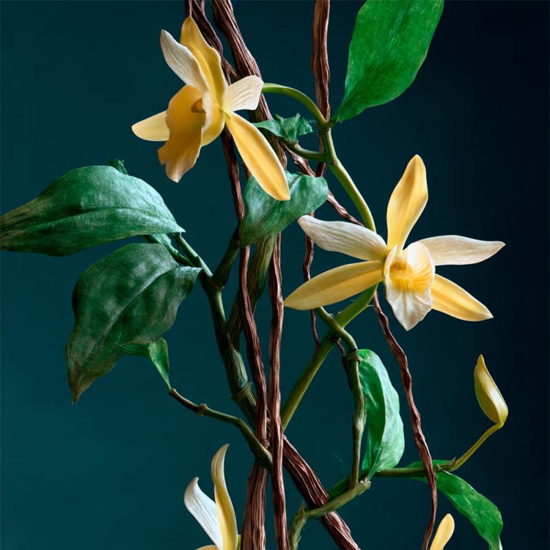 L'Huile Précieuse Ambre Vanille 100ml – Image 3