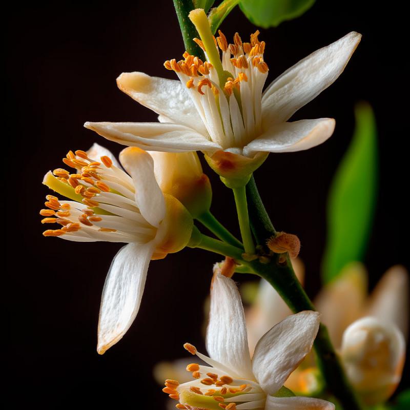 Le Gommage au Sel Ambre Vanille 250ml – Image 3